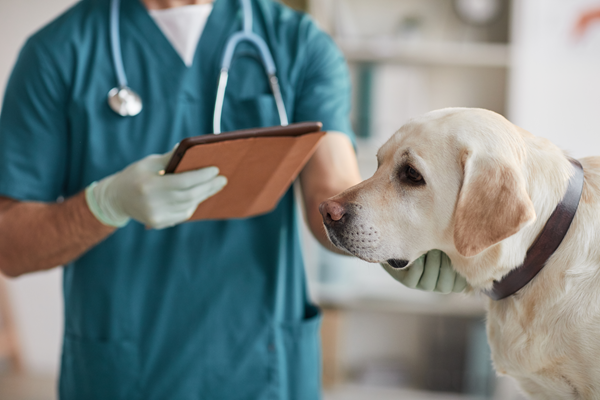 The Facts about Canine Infectious Respiratory Disease Complex (Kennel ...